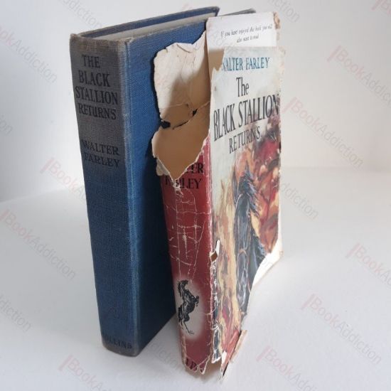 Picture of The Black Stallion Returns