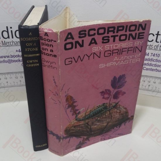 Picture of A Scorpion on a Stone