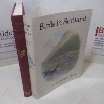 Picture of Birds in Scotland