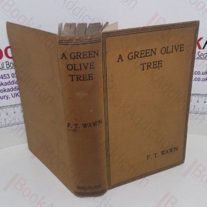 Picture of A Green Olive Tree