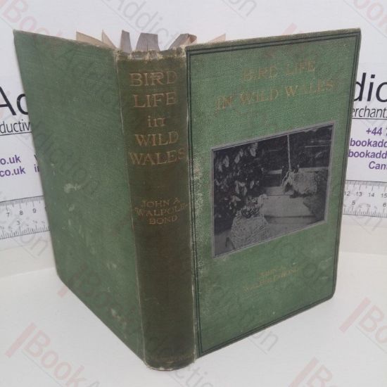 Picture of Bird Life in Wild Wales