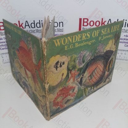 Picture of Wonders of Sea Life