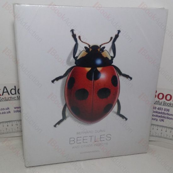 Picture of Beetles and other Insects