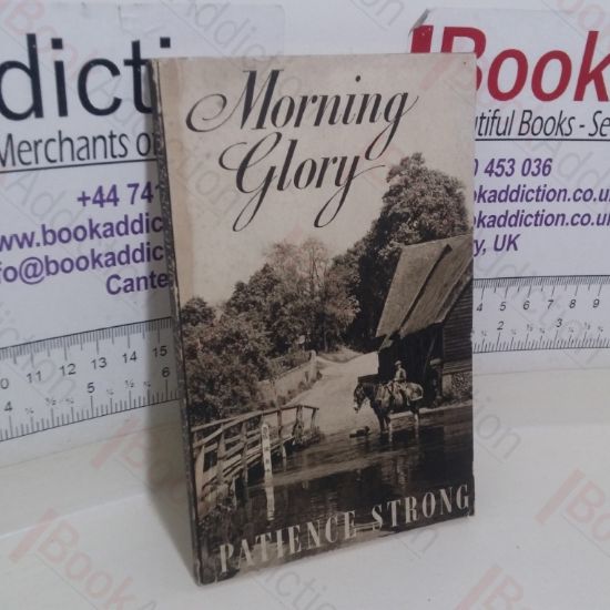 Picture of Morning Glory