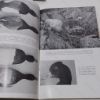 Picture of British Birds, Volume 56 (1963) : Twelve Monthly Issues plus a Ringing Supplement for 1963 and Comprehensive Index