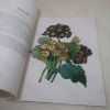 Picture of Illustrated Treasury of Cultivated Flowers