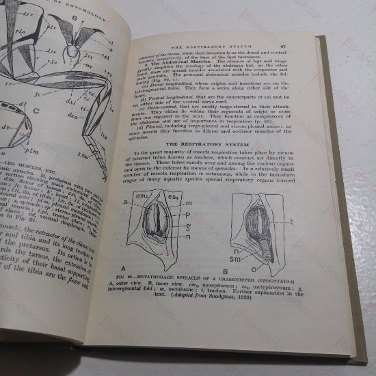 Picture of Outlines of Entomology