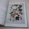 Picture of Australia: 300 Years of Botanical Illustration