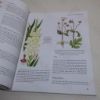 Picture of Botanical Illustration (Signed)