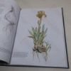 Picture of Botanical Illustration Course With the Eden Project