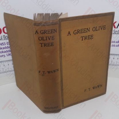 Picture of A Green Olive Tree