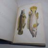 Picture of History of the Fishes of the British Islands (Volumes I-III)