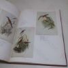 Picture of John Gould's Birds of Great Britain