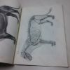Picture of An Atlas of Animal Anatomy for Artists (Dover Anatomy for Artists series)