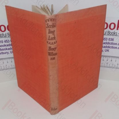 Picture of Scribbling Lark