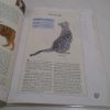 Picture of An Identification Guide to Cat Breeds