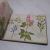 Picture of A Victorian Flower Album: God's Floral Gems, Glistening on the Verdant Face of Nature, Collected and Painted in the Summer Evenings of 1873, as a Pleasing Recreation