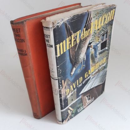 Picture of Meet the Falcon