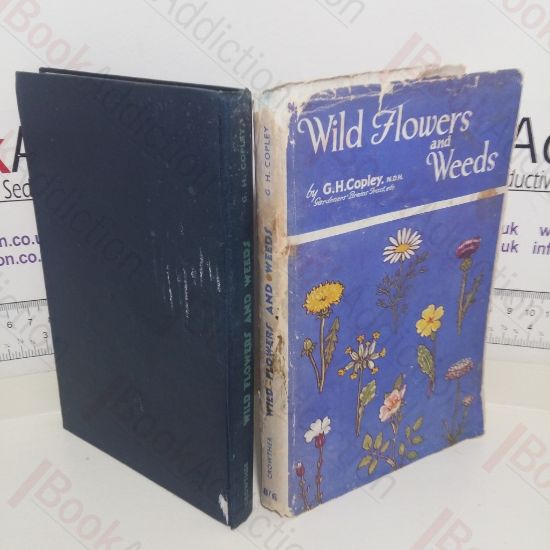 Picture of Wild Flowers and Weeds