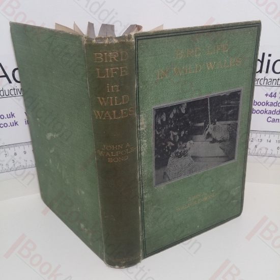 Picture of Bird Life in Wild Wales