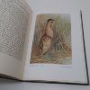 Picture of Rare Vanishing and Lost British Birds: Compiled From Notes By W H Hudson