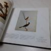 Picture of Australian Artists, Australian Birds