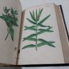 Picture of English Botany, Or Coloured Figures of British Plants [Sowerby's English Botany, Volume VIII, Chenopodiaceae to Coniferae]