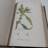 Picture of English Botany, Or Coloured Figures of British Plants [Sowerby's English Botany, Volume VIII, Chenopodiaceae to Coniferae]