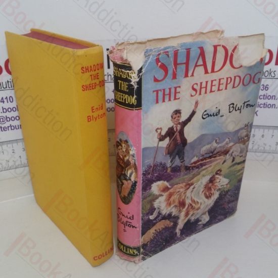 Picture of Shadow the Sheepdog