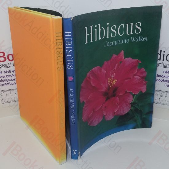 Picture of Hibiscus