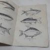 Picture of A Short Account of the Freshwater Fishes of Kenya