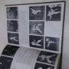 Picture of Karate by Pictures: The Science of Self-defence by the Empty Hand Lucidly Explained and Illustrated