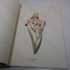 Picture of Redoute Lilies Print Book: 50 Selected Prints