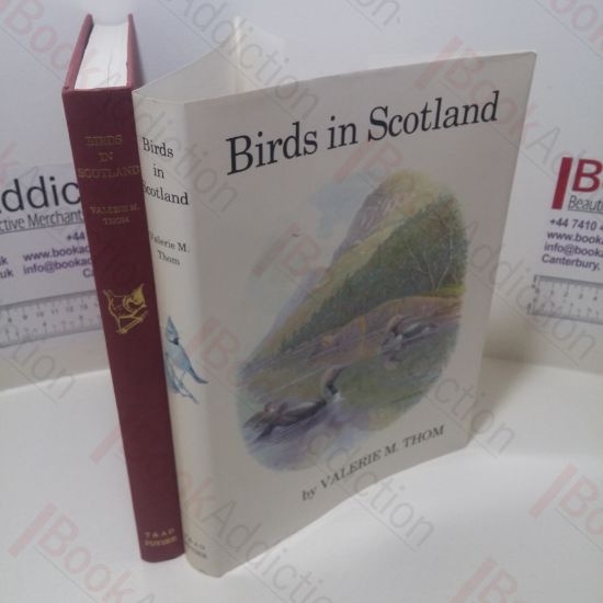Picture of Birds in Scotland