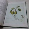 Picture of Treasures of the Royal Horticultural Society